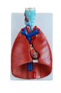 Sistema Respiratório Com 7 Partes - Brax Tecnologia