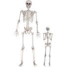 Skeleton Model SCS Direct Life Size com juntas móveis