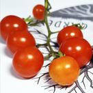 Solanum lycopersicum (Tomate cereja caipira de tapera) - Sementes
