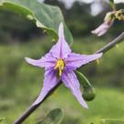 Solanum paludosum (Jurubeba roxa) - Sementes