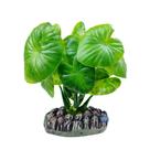 Soma cardamine folha larga 10cm (040315) - un
