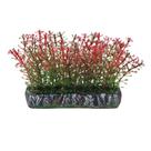 Soma tapete alternanthera vermelha 10cm ( 071721 ) - un Soma tapete alternanthera vermelha 10cm ( 071721 ) - un