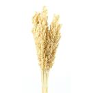 Sorgo Alvejado Desidratado p/ Decoração