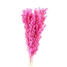 Sorgo Rosa Desidratado p/ Decoração