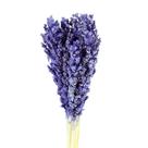Sorgo Roxo Desidratado p/ Decoração