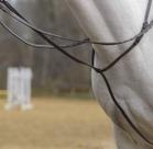 Standing Martingale Shires Avignon Pony Havana Leather