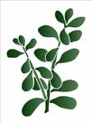 Stencil Pintura Plantas Jade 3383 15x20 Opa