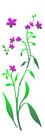 Stencil Simples Flor Miosótis 2224 10x30 Opa
