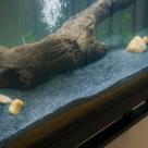 Substrato Escuro 5 kg Aquario Lago Peixe Pet Betta Cascalho