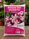 Substrato organico para rosas do deserto 4kg Mogi Fertil Substrato organico para rosas do deserto 4kg Mogi Fertil