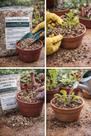 substrato para carnivoras dioneias, serracenias e nepenthes 4 litros ou 650 gr