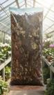 Substrato para Orquídeas Premium 10L Natural
