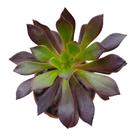 Suculenta Aeonium Arborium Púrpura