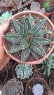 Suculenta agave vitoria reginae