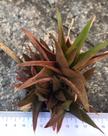 Suculenta Aloe Black Gem 9cm