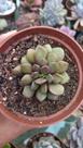 Suculenta Anacampseros rufescens