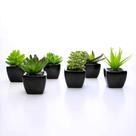 Suculenta Artificial Sortida Vaso Preto Kit Com 6 Unidades 6x6 cm F04 - D'Rossi