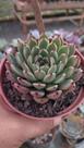 Suculenta Black Tips