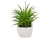 Suculenta Cacto de Pontas Artificial em Vaso de Louça 15cm