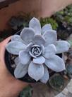 Suculenta Caly Argentea