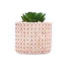 Suculenta com cachepop ceramica trelica 7,5cm wolff