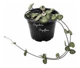 Suculenta Coração Emaranhado Variegata ( Ceropegia Woodii )