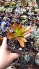 Suculenta Crassula Capitela Campfire