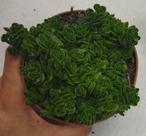 Suculenta Crassula Lanuginosa var. Pachystemon 'David'