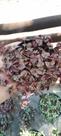 Suculenta Crassula Marginalis Rubra