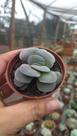 Suculenta Crassula Morgan's Beauty