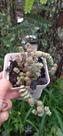 Suculenta Crassula Rupestris Marnieriana