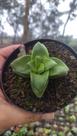 Suculenta CRASSULA SPRINGTIME