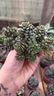 Suculenta Cremnosedum Little Gem