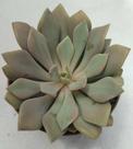 Suculenta Debbie
