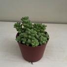 Suculenta dedo de dama/moça (mammillaria elongata)