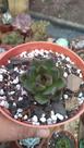 Suculenta Ebony Green
