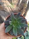 Suculenta Echeveria Affins