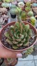 Suculenta Echeveria Agita Rose