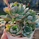 Suculenta Echeveria Angel