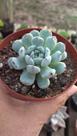 Suculenta Echeveria Baena