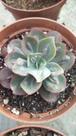 Suculenta Echeveria Baron Bold Suculenta Echeveria Baron Bold