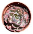Suculenta Echeveria Beyoncé Rara De Coleção Pote 11