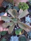 Suculenta Echeveria Bicolor