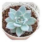 Suculenta Echeveria Blue Bird