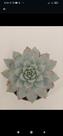 Suculenta Echeveria Blue Bird