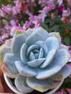 Suculenta echeveria cally argentea