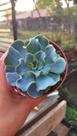 Suculenta Echeveria Camisole