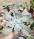 Suculenta echeveria carunculata