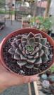 Suculenta Echeveria Constanay