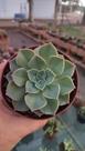 Suculenta Echeveria Cubanita
